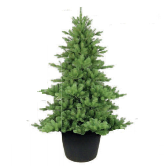 3' Highgrove Spruce Potted Tree