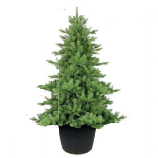 3' Highgrove Spruce Potted Tree