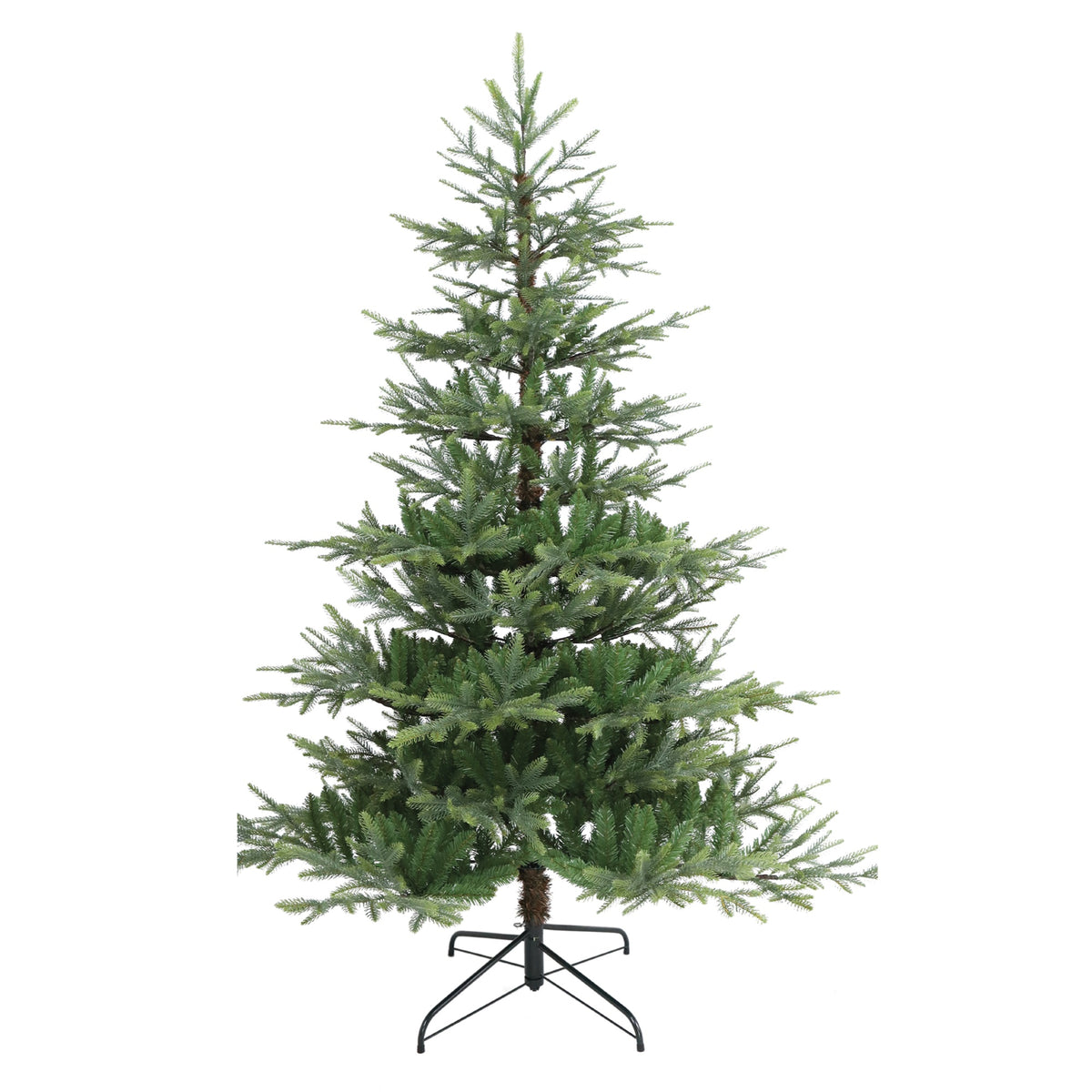 5' Nordman Fir