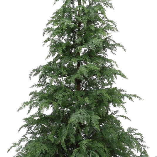 Cypress Fir