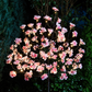 1.2M Cherry Blossom Tree