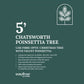 1.5M Chatsworth Tree With Pointsettia