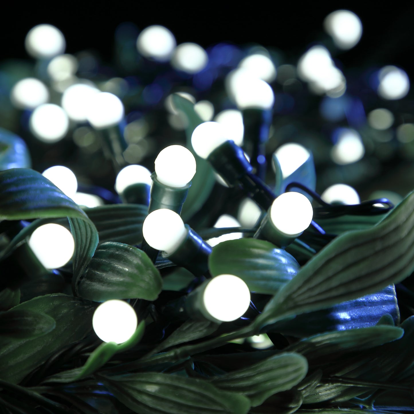 White Berry Lights