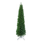 Pencil Pine