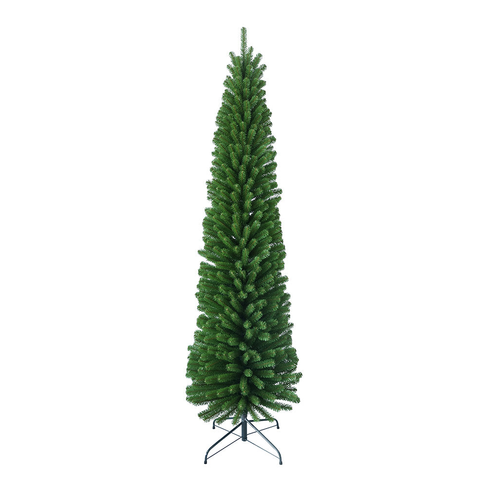 Pencil Pine