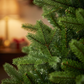 Canterbury Spruce