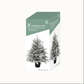 3' Silverdale Potted Tree