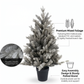 3' Silverdale Potted Tree