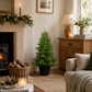 3' Highgrove Spruce Potted Tree