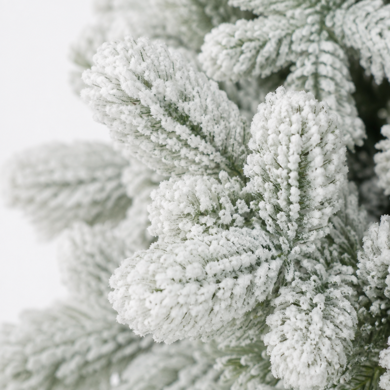 Lakeland  Snowmelt Fir