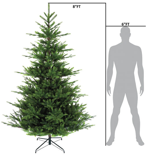 8' Nordman Fir