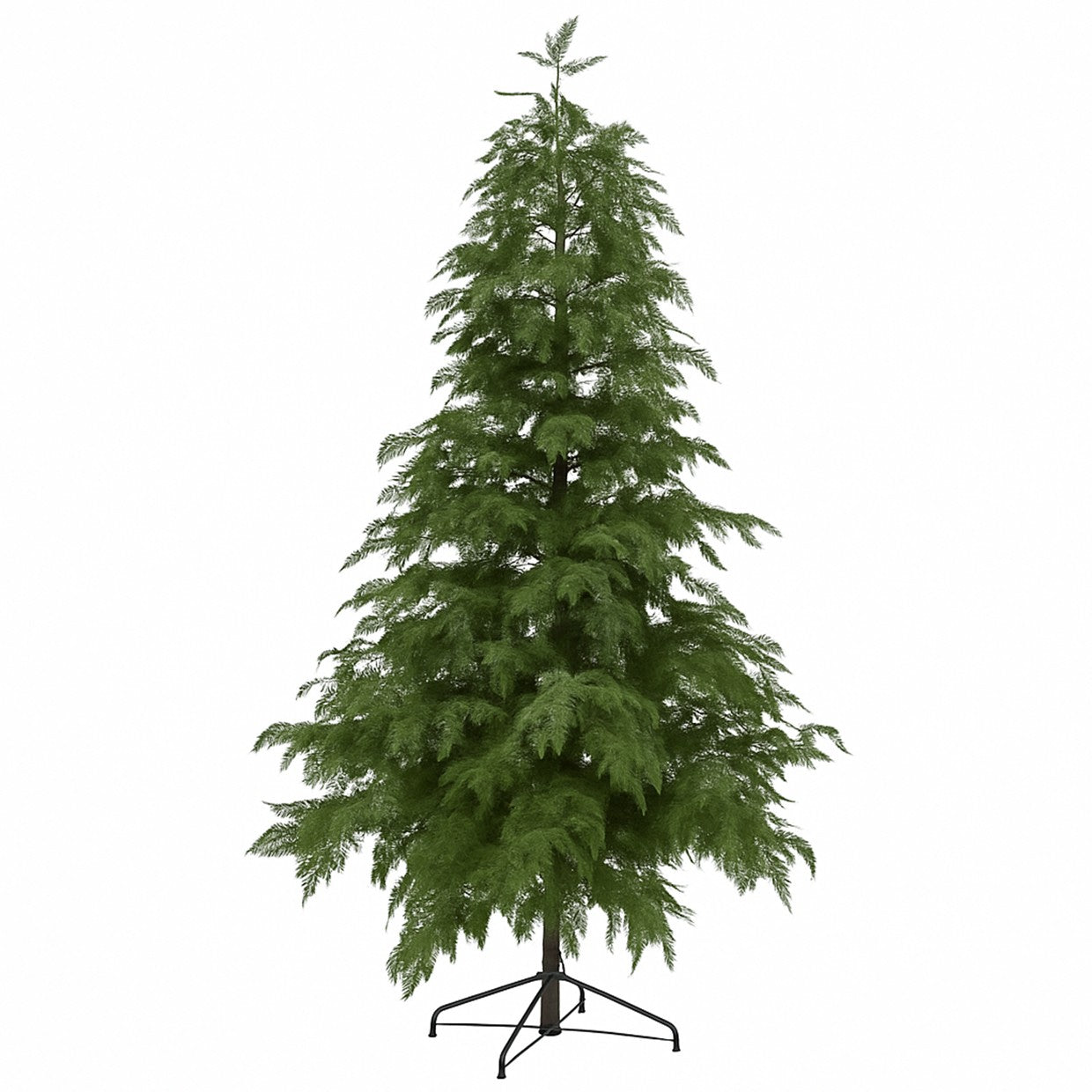 Cypress Fir