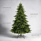 Highgrove Spruce