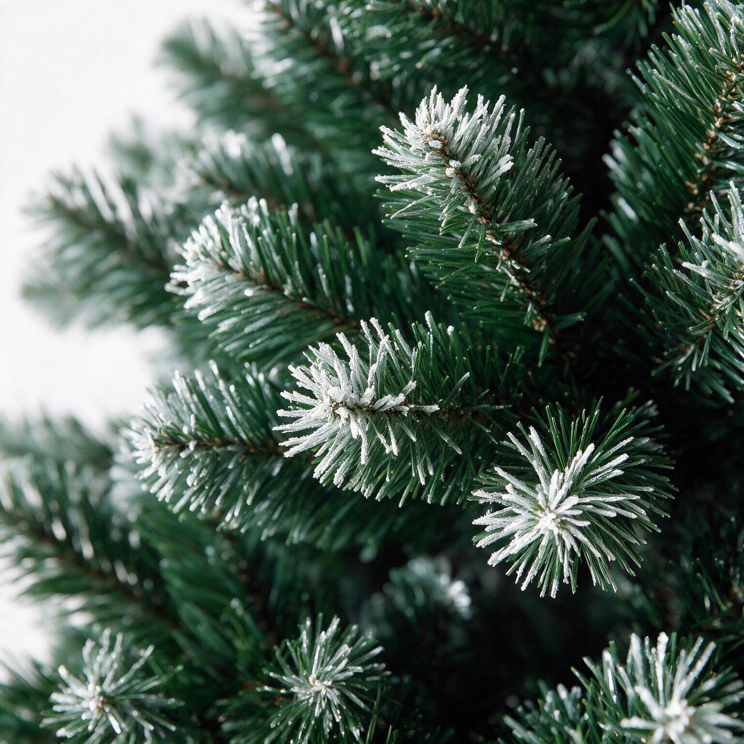Wasdale Frost Fir