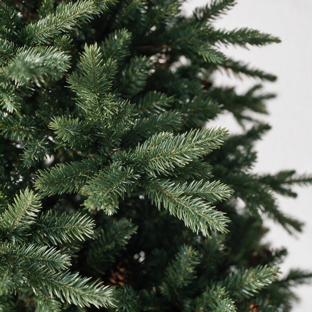 7' Buckingham Pine