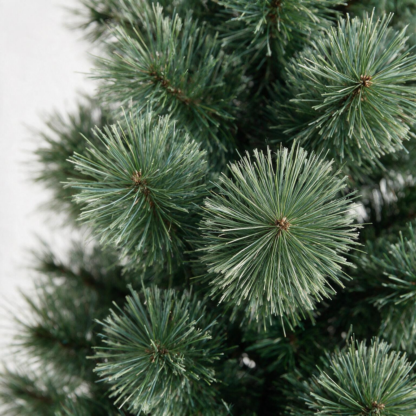 Sandringham Pine