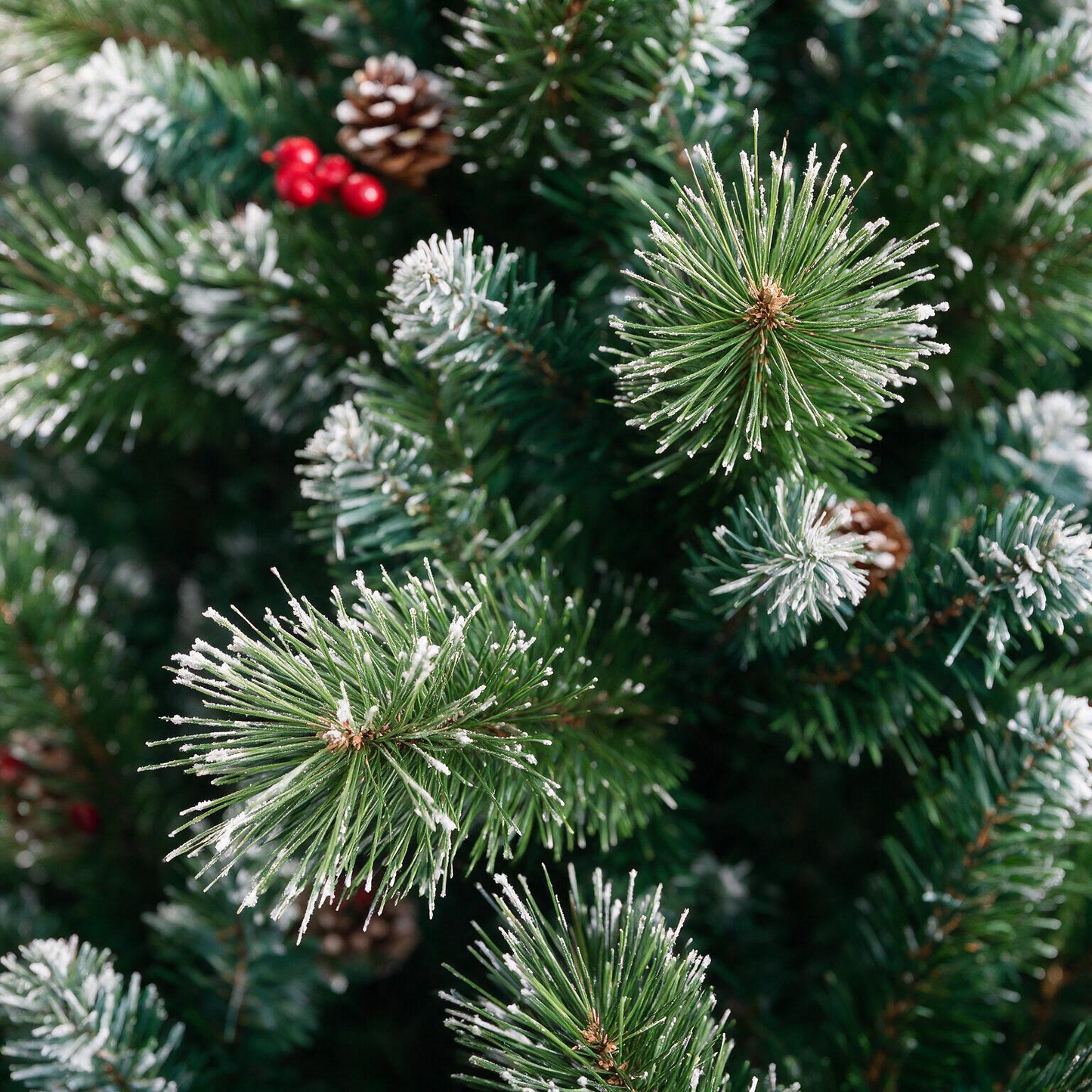 Killarney Pine