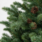 3' BUCKINGHAM PINE POTTED TREE