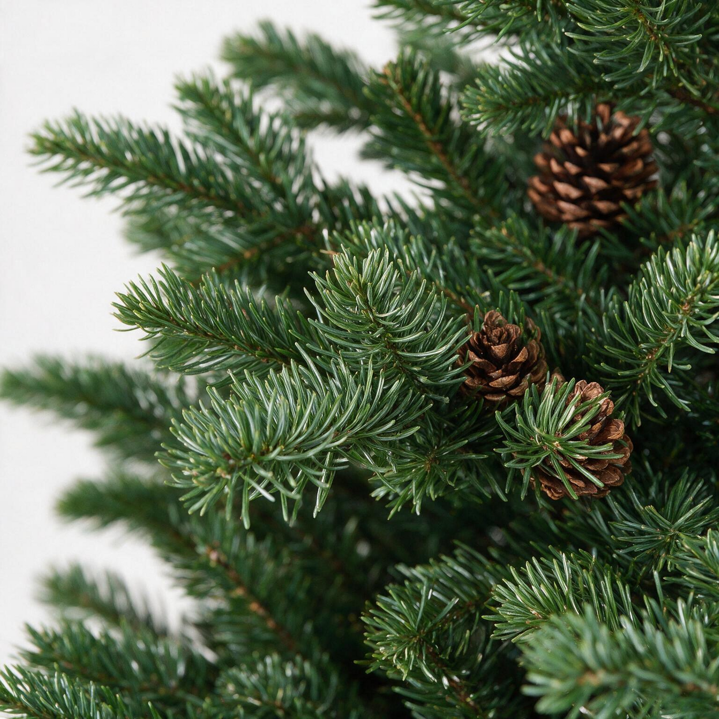 3' BUCKINGHAM PINE POTTED TREE