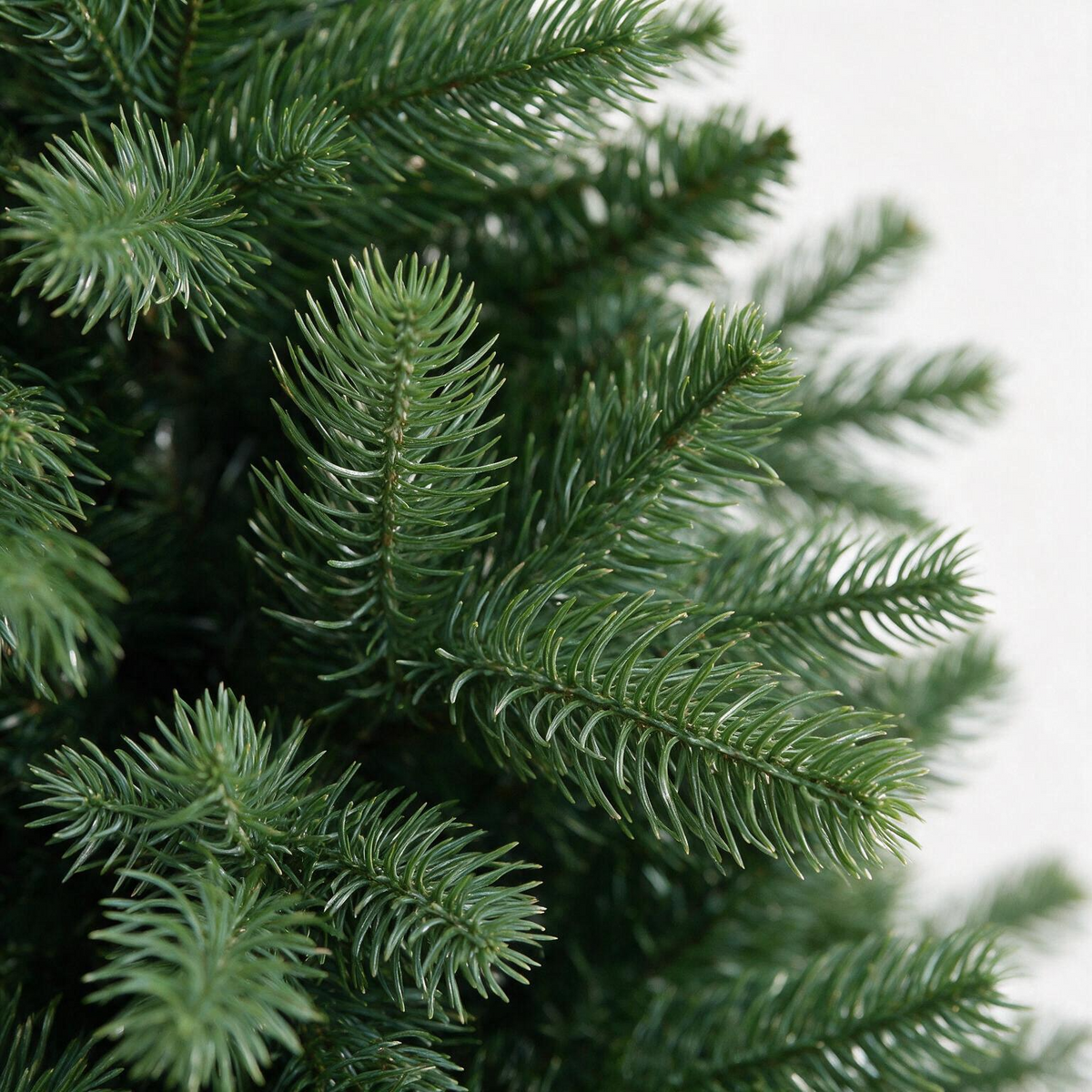 Canterbury Spruce