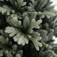 Silverdale Pine