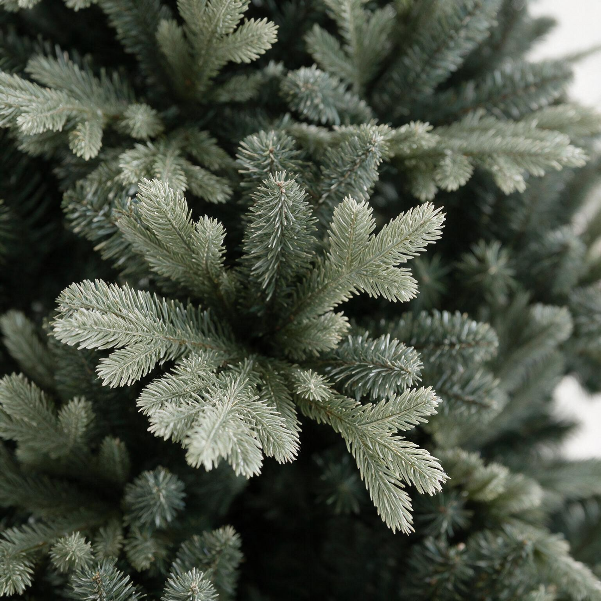 Silverdale Pine