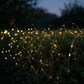 Warm White Micro Wire String Lights