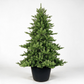 3' Highgrove Spruce Potted Tree