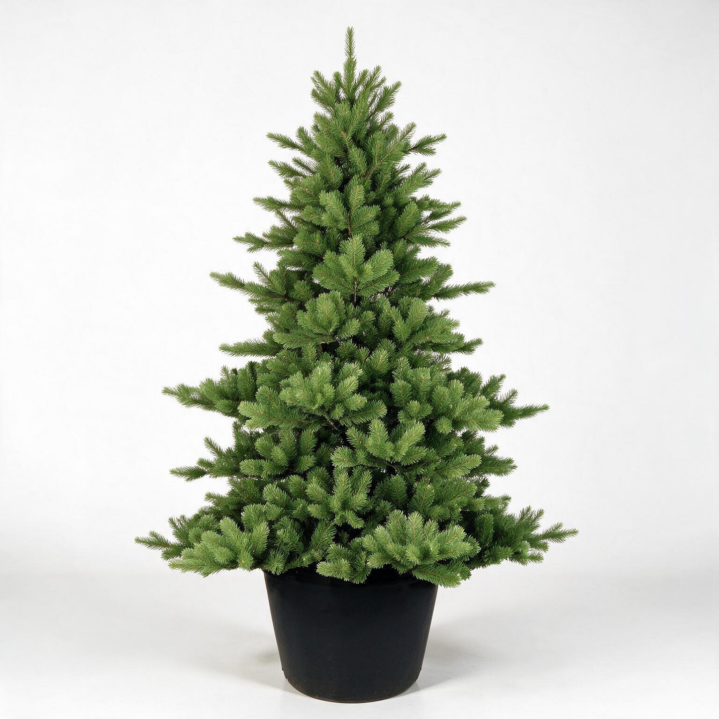 3' Highgrove Spruce Potted Tree