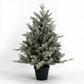 3' Silverdale Potted Tree