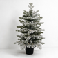 3' LAKELAND SNOWMELT FIR PRE LIT POTTED TREE