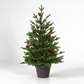 3' BUCKINGHAM PINE POTTED TREE