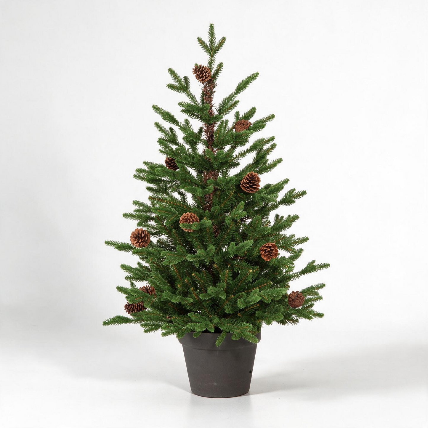 3' BUCKINGHAM PINE POTTED TREE