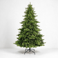 Highgrove Spruce
