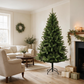 Canterbury Spruce